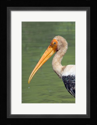 Framed Painted Stork, Bandhavgarh National Park, India Print