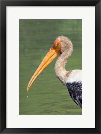 Framed Painted Stork, Bandhavgarh National Park, India Print