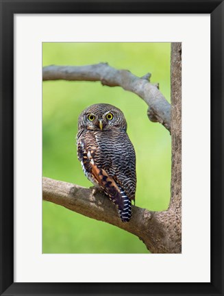 Framed Jungle Owlet, Bandhavgarh National Park, Umaria District, India Print