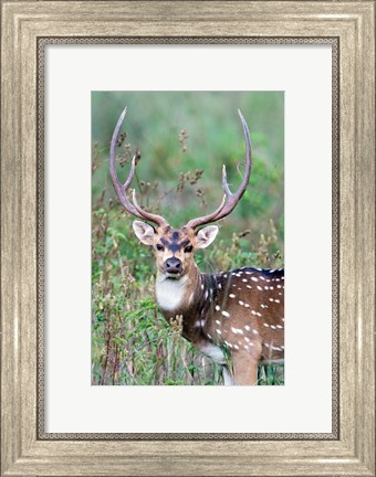 Framed Spotted Deer,Kanha National Park, Madhya Pradesh, India Print