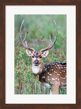 Framed Spotted Deer,Kanha National Park, Madhya Pradesh, India Print