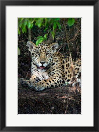 Framed Jaguar, Pantanal Wetlands, Brazil Print