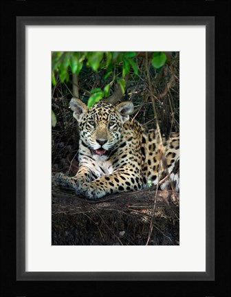 Framed Jaguar, Pantanal Wetlands, Brazil Print