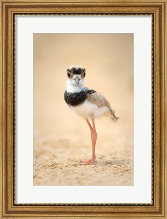 Framed Pied Plover Chick, Pantanal Wetlands, Brazil Print