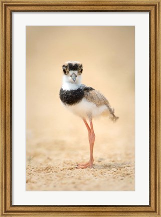 Framed Pied Plover Chick, Pantanal Wetlands, Brazil Print