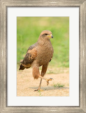 Framed Savanna Hawk, Pantanal Wetlands, Brazil Print