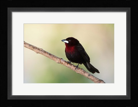 Framed Silver-Beaked Tanage, Pantanal Wetlands, Brazil Print