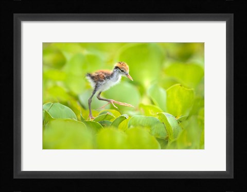 Framed Northern Jacana Chick, Pantanal Wetlands, Brazil Print
