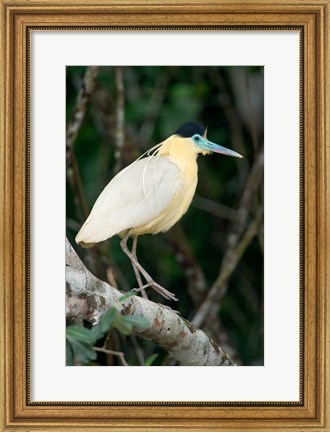 Framed Capped Heron, Pantanal Wetlands, Brazil Print