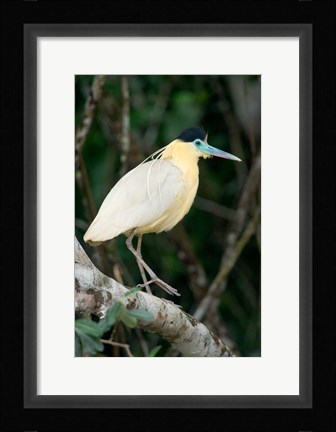 Framed Capped Heron, Pantanal Wetlands, Brazil Print