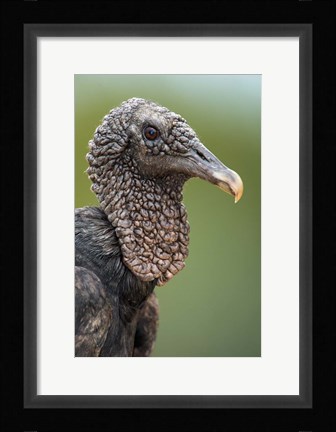 Framed Black Vulture, Pantanal Wetlands, Brazil Print