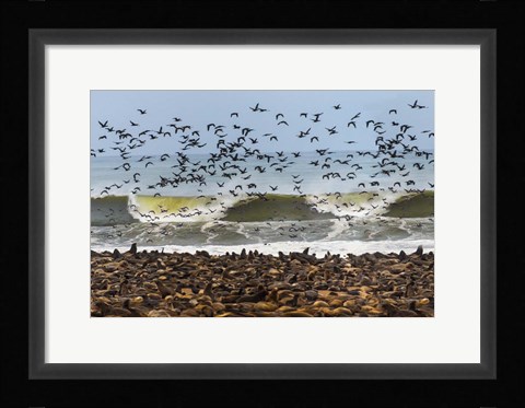 Framed Cape Fur Seals, Cape Cross, Namibia Print