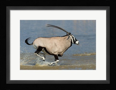 Framed Gemsbok, Etosha National Park, Namibia Print