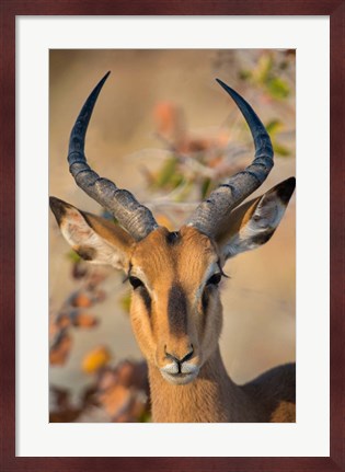 Framed Black-Faced Impala, Etosha National Park, Namibia Print