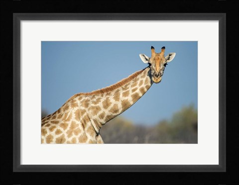 Framed Southern Giraffe, Etosha National Park, Namibia Print