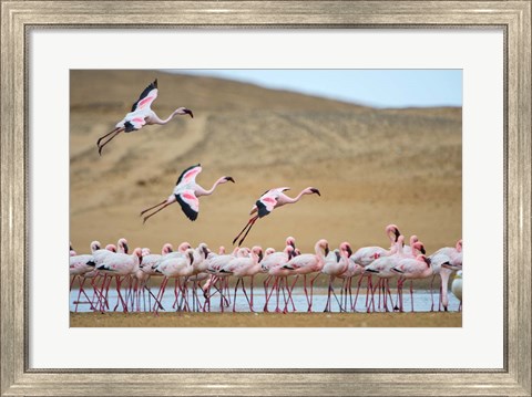 Framed Greater Flamingos, Namibia Print