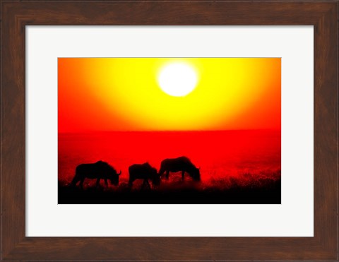 Framed Wildebeests, Etosha National Park, Namibia Print