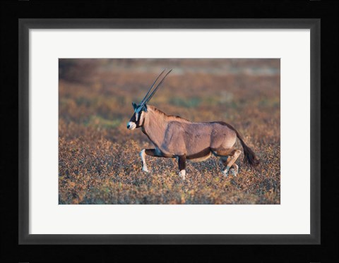 Framed Gemsbok, Etosha National Park, Namibia Print