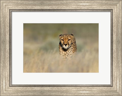 Framed Cheetah, Etosha National Park, Namibia Print