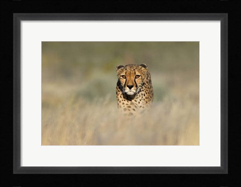Framed Cheetah, Etosha National Park, Namibia Print