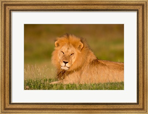 Framed African Lion, Ndutu, Ngorongoro Conservation Area, Tanzania Print