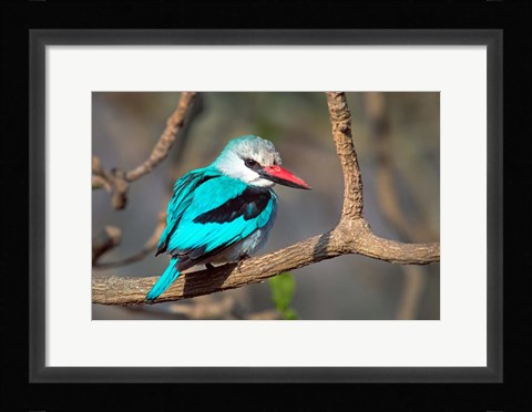 Framed Woodland Kingfisher, Tarangire National Park, Tanzania Print