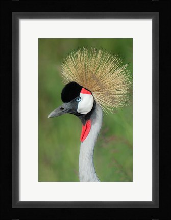 Framed Grey Crowned Crane, Ngorongoro Crater, Tanzania Print