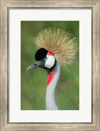 Framed Grey Crowned Crane, Ngorongoro Crater, Tanzania Print