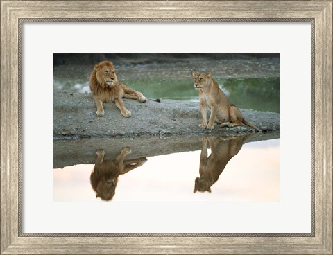 Framed African Lion and Lioness, Ngorongoro Conservation Area, Tanzania Print
