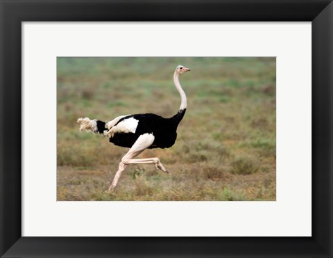Framed Masai Ostrich, Ndutu, Ngorongoro Conservation Area, Tanzania Print