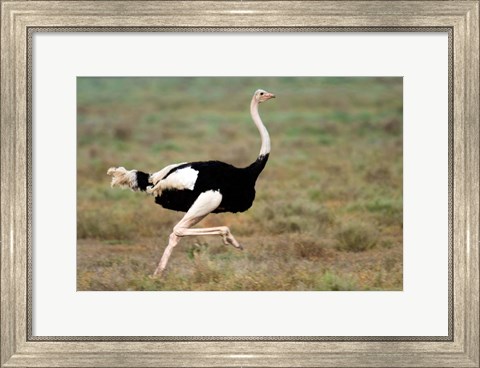 Framed Masai Ostrich, Ndutu, Ngorongoro Conservation Area, Tanzania Print