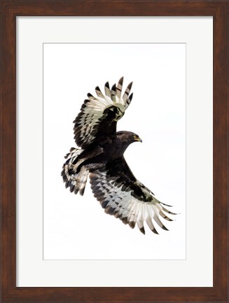 Framed Long-Crested Eagle, Ndutu, Ngorongoro Conservation Area, Tanzania Print