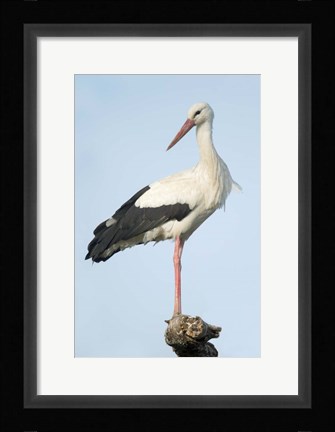 Framed White Stork, Ndutu, Ngorongoro Conservation Area, Tanzania Print