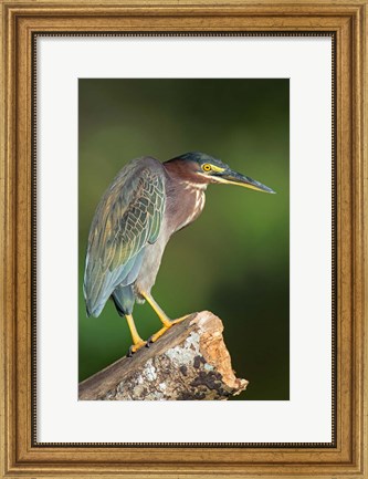 Framed Green Heron, Tortuguero, Costa Rica Print