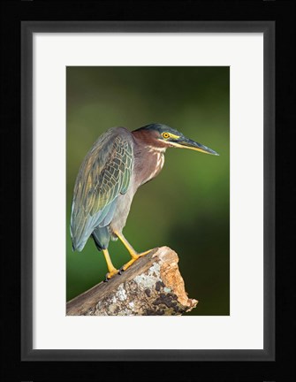 Framed Green Heron, Tortuguero, Costa Rica Print