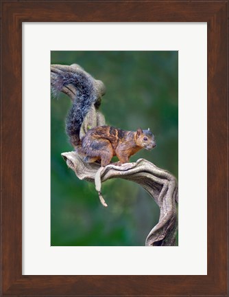 Framed Variegated Squirrel, Sarapiqui, Costa Rica Print