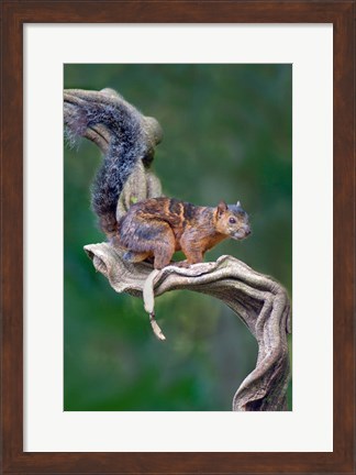 Framed Variegated Squirrel, Sarapiqui, Costa Rica Print