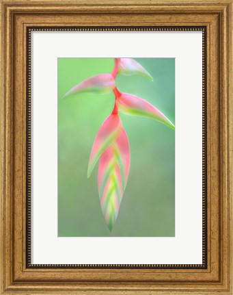 Framed Heliconia Flower, Sarapiqui, Costa Rica Print