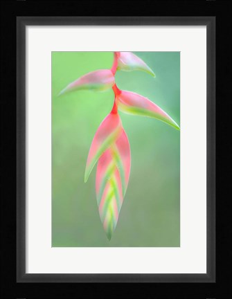 Framed Heliconia Flower, Sarapiqui, Costa Rica Print