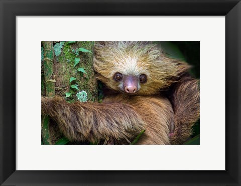 Framed Two-Toed Sloth, Tortuguero, Costa Rica Print