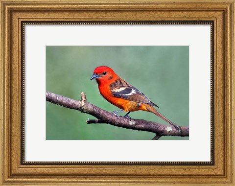 Framed Flame-Colored Tanager Savegre, Costa Rica Print
