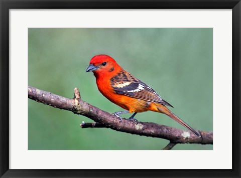 Framed Flame-Colored Tanager Savegre, Costa Rica Print