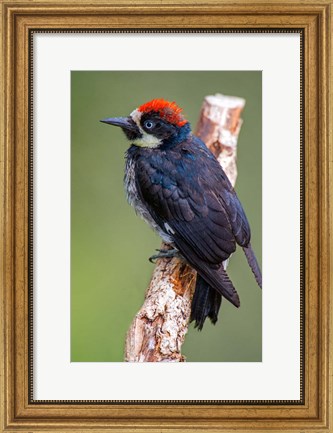 Framed Black Acorn Woodpecker, Savegre, Costa Rica Print