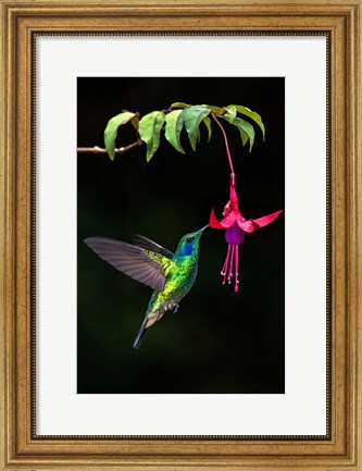 Framed Green Violetear, Savegre, Costa Rica Print