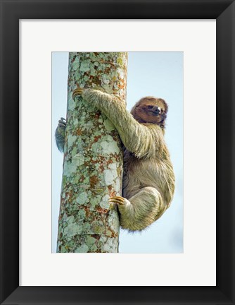 Framed Three-Toed Sloth, Sarapiqui, Costa Rica Print
