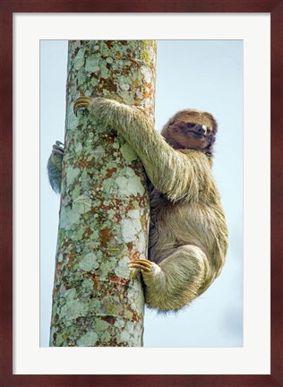 Framed Three-Toed Sloth, Sarapiqui, Costa Rica Print
