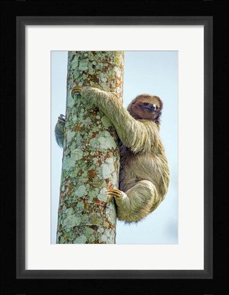 Framed Three-Toed Sloth, Sarapiqui, Costa Rica Print