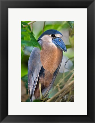 Framed Boat-Billed Heron, Tortuguero, Costa Rica Print