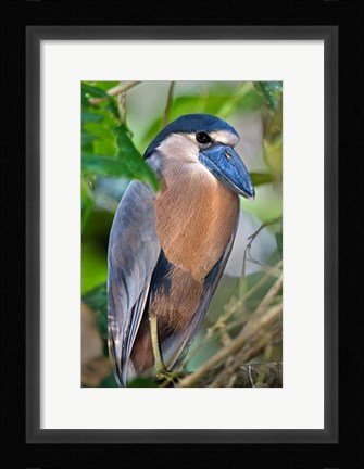 Framed Boat-Billed Heron, Tortuguero, Costa Rica Print