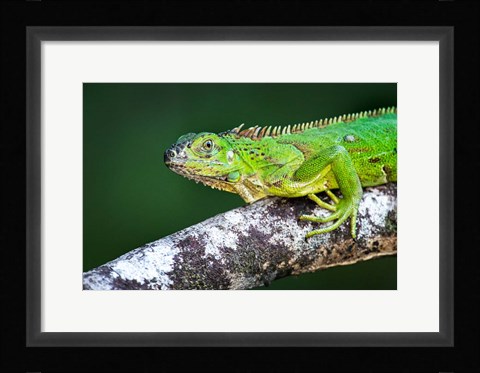 Framed Green Iguana, Tarcoles River, Costa Rica Print